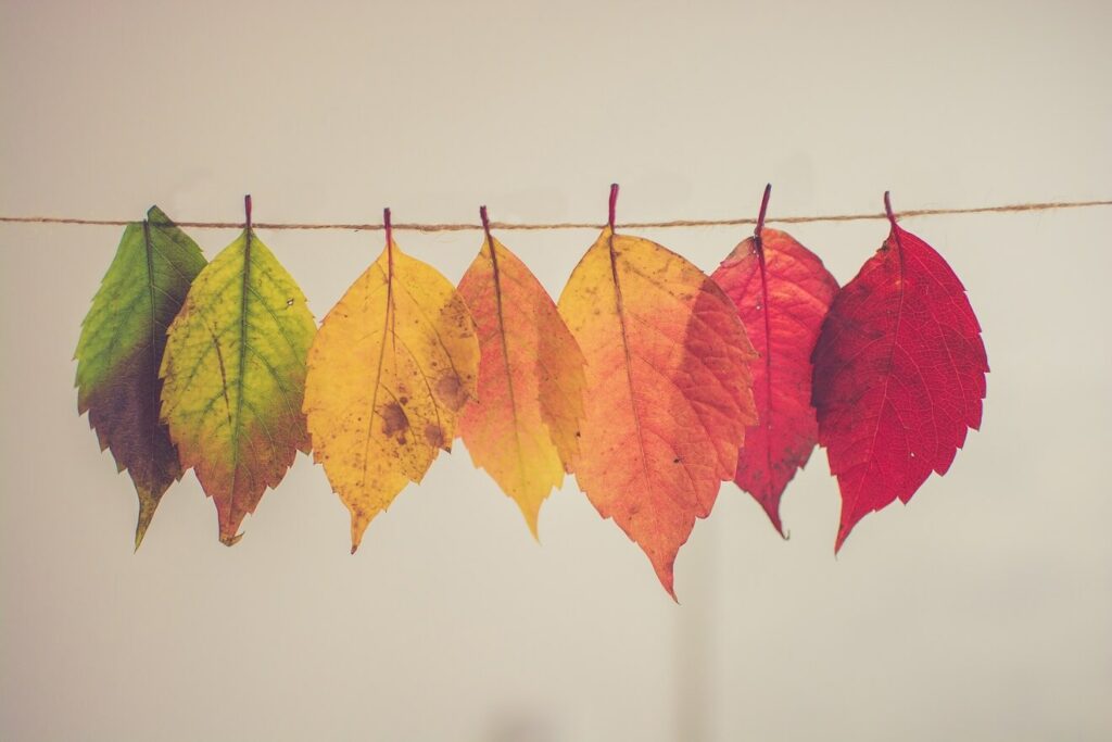 leaves hanging on a string showing the progression of how leaves change in the fall from green to orange and red